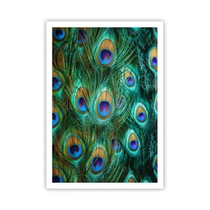 Poszter - Pávaszemű pillantás - 70x100 cm