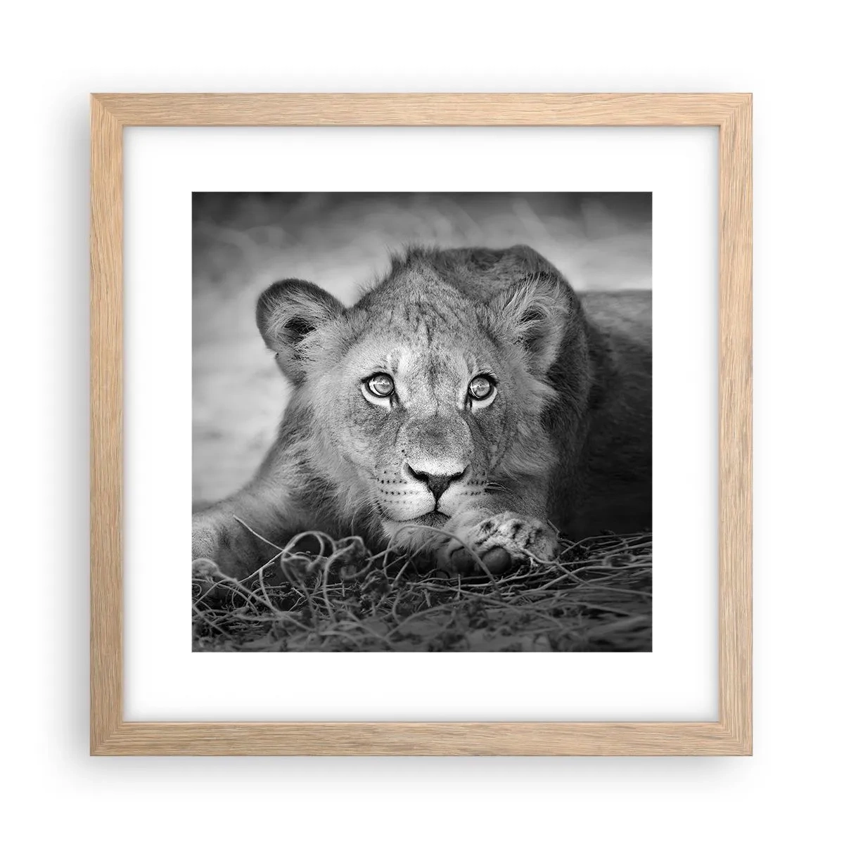 Poszter világos tölgy keretben - Királyi kölyök - 30x30 cm