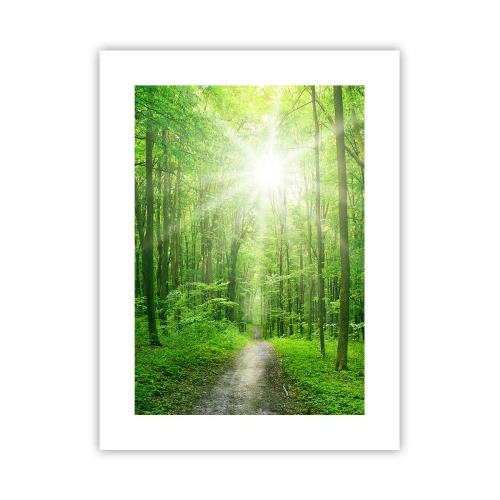 Poszter - A zöld katedrális - 30x40 cm