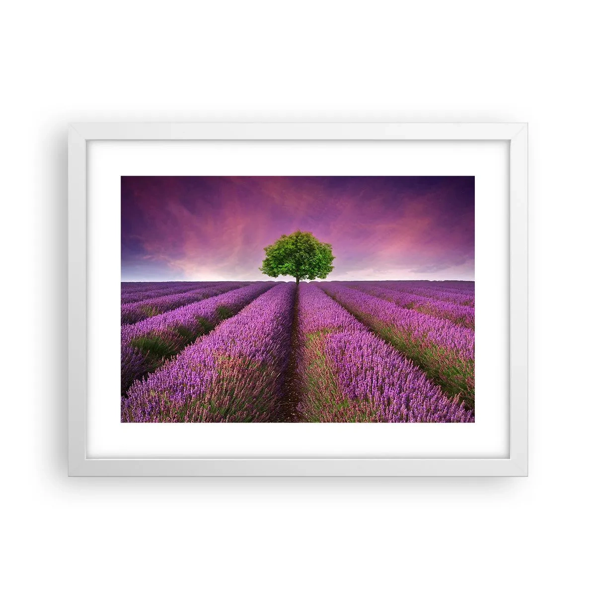 Poszter fekete keretben - Levendulaföldeken - 40x30 cm