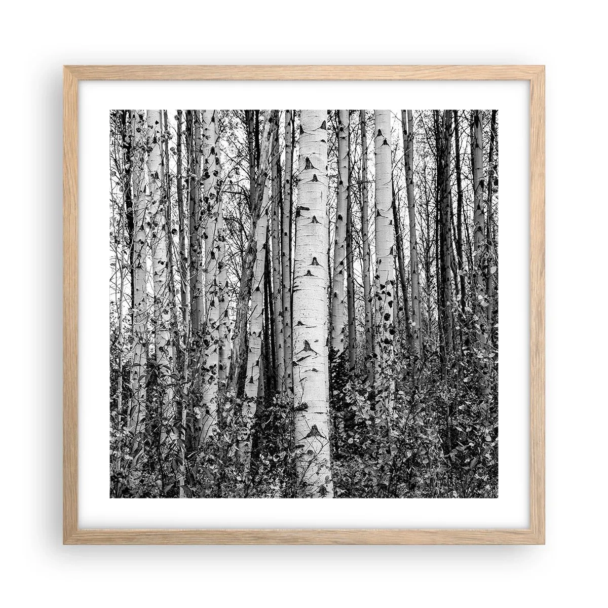 Poszter világos tölgy keretben - Nyírfa oszlopsor - 50x50 cm