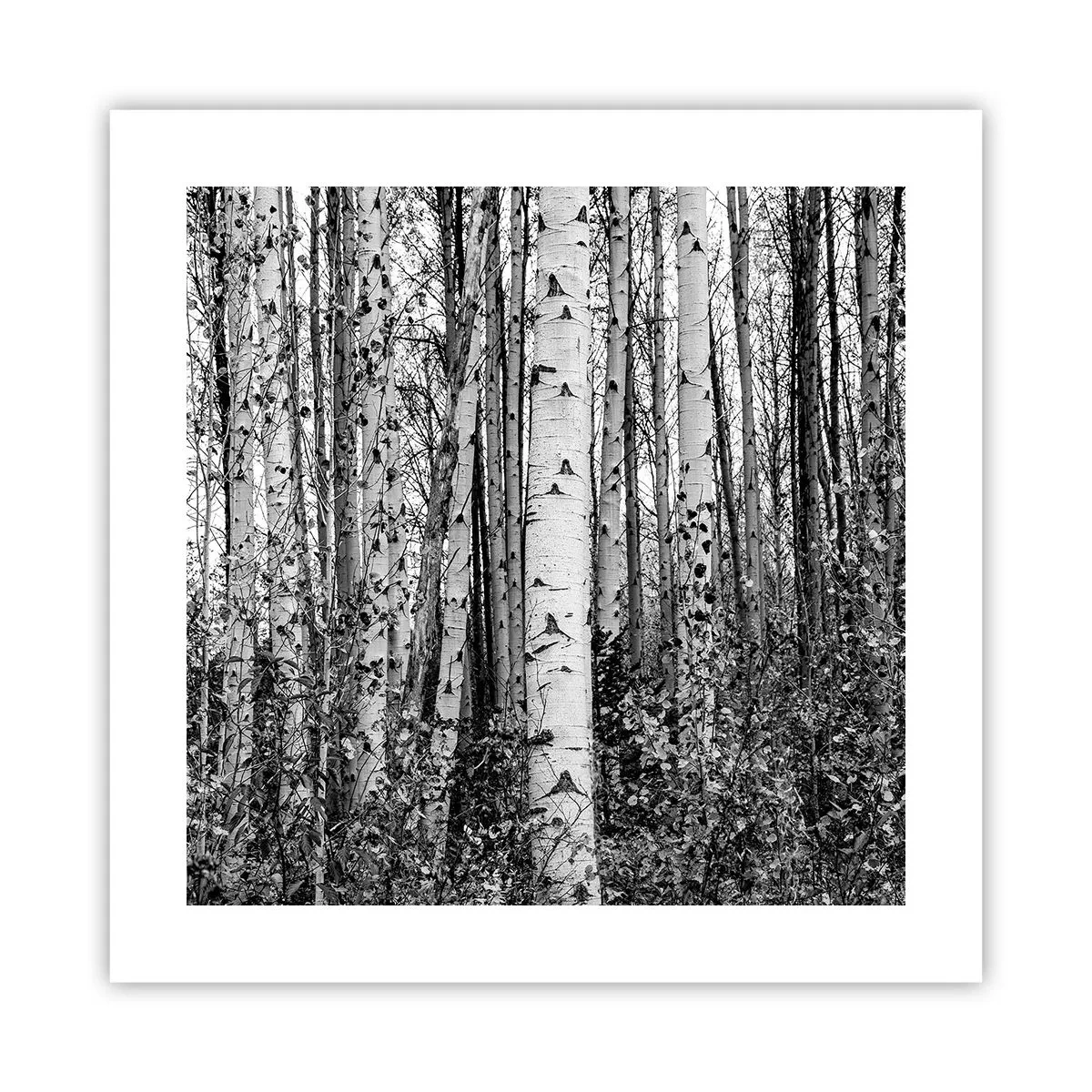 Poszter - Nyírfa oszlopsor - 40x40 cm