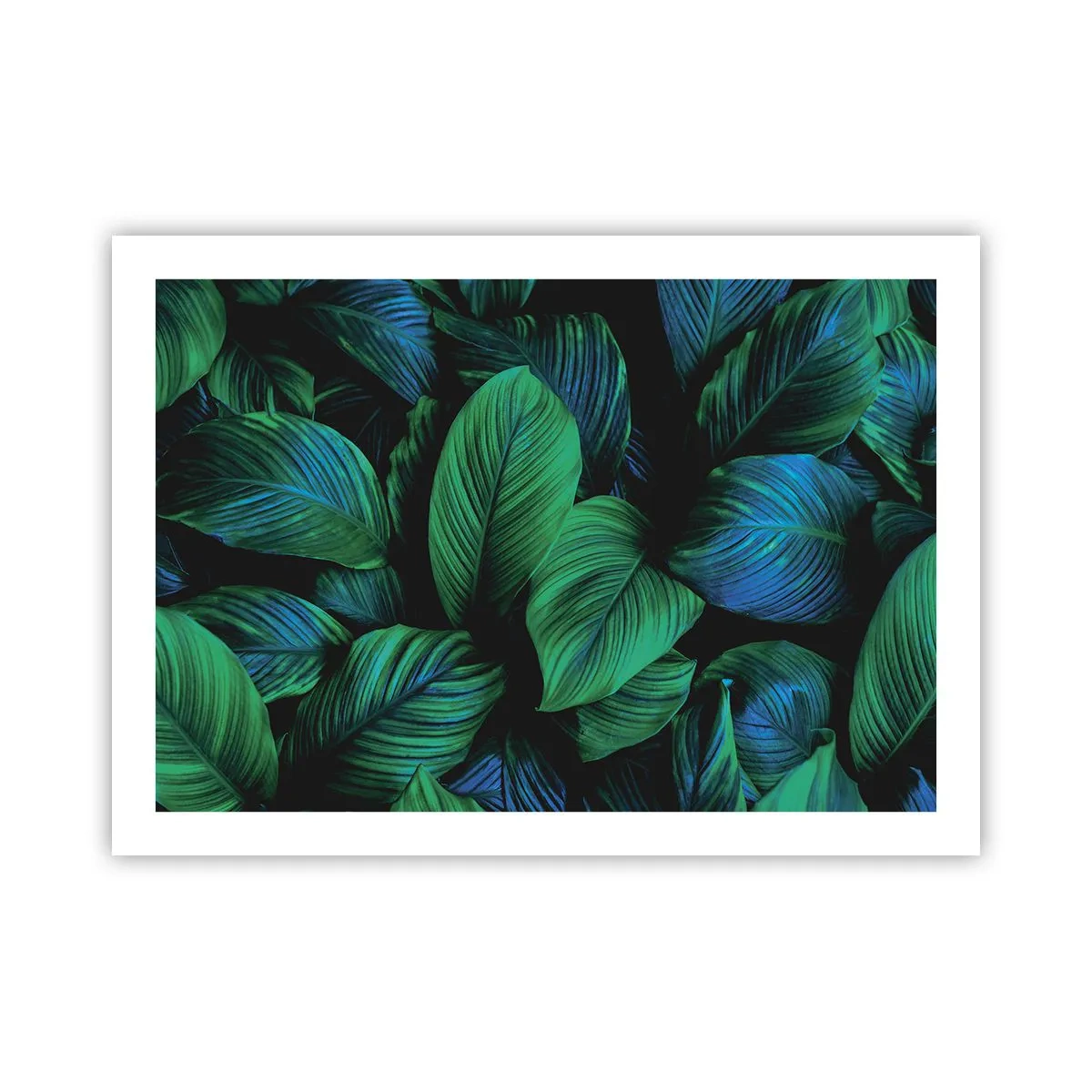 Poszter - A zöld tömegben - 70x50 cm