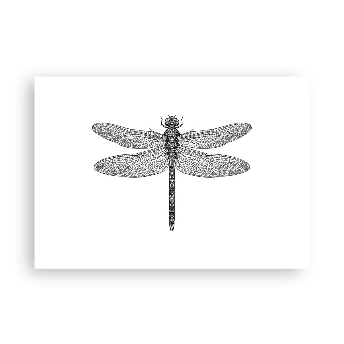 Poszter - A természet precizitása - 100x70 cm