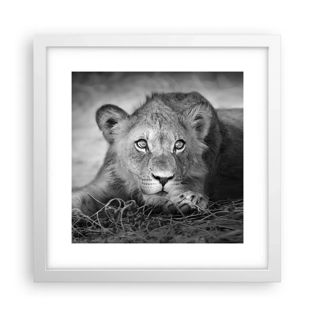 Poszter fekete keretben - Királyi kölyök - 30x30 cm