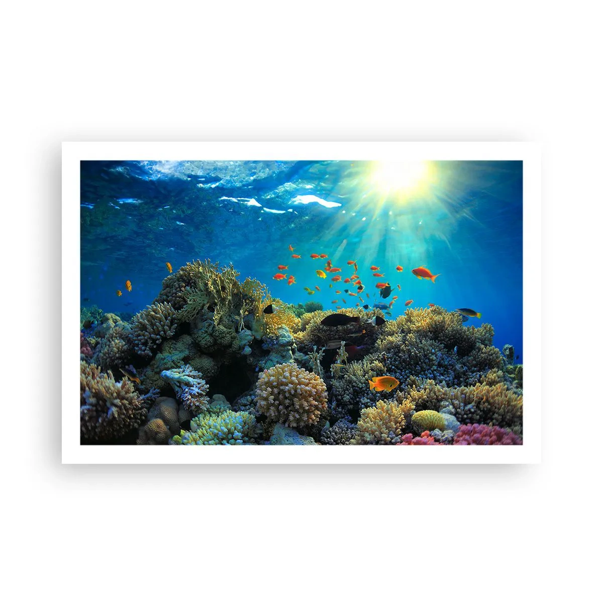 Poszter - Víz alatti kincsek - 91x61 cm