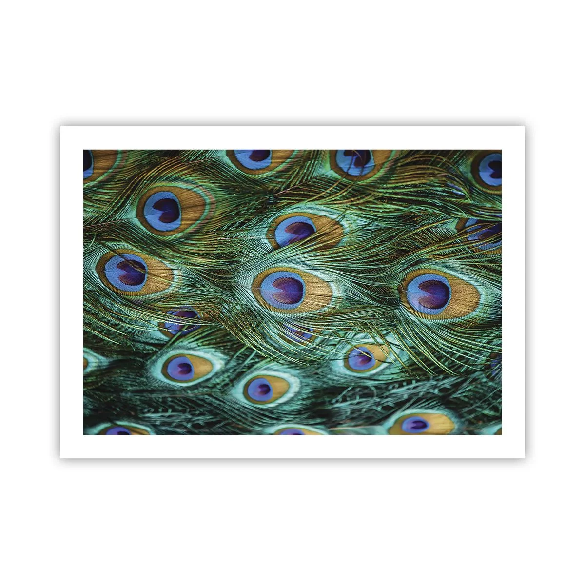 Poszter - Pávaszemű pillantás - 70x50 cm