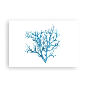 Poszter - Tengeri filigrán - 91x61 cm