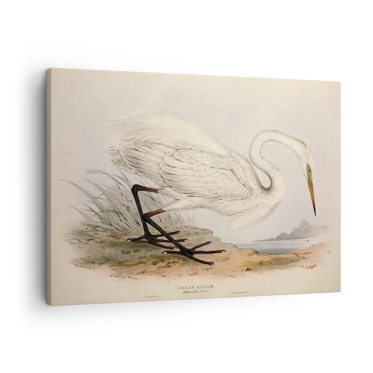 Vászonkép - Fehér gém rajza természetes táj háttér előtt - 70x50cm - Hölgy a nádasban - Modern fali dekoráció nappalihoz és hálószobához ARTTOR