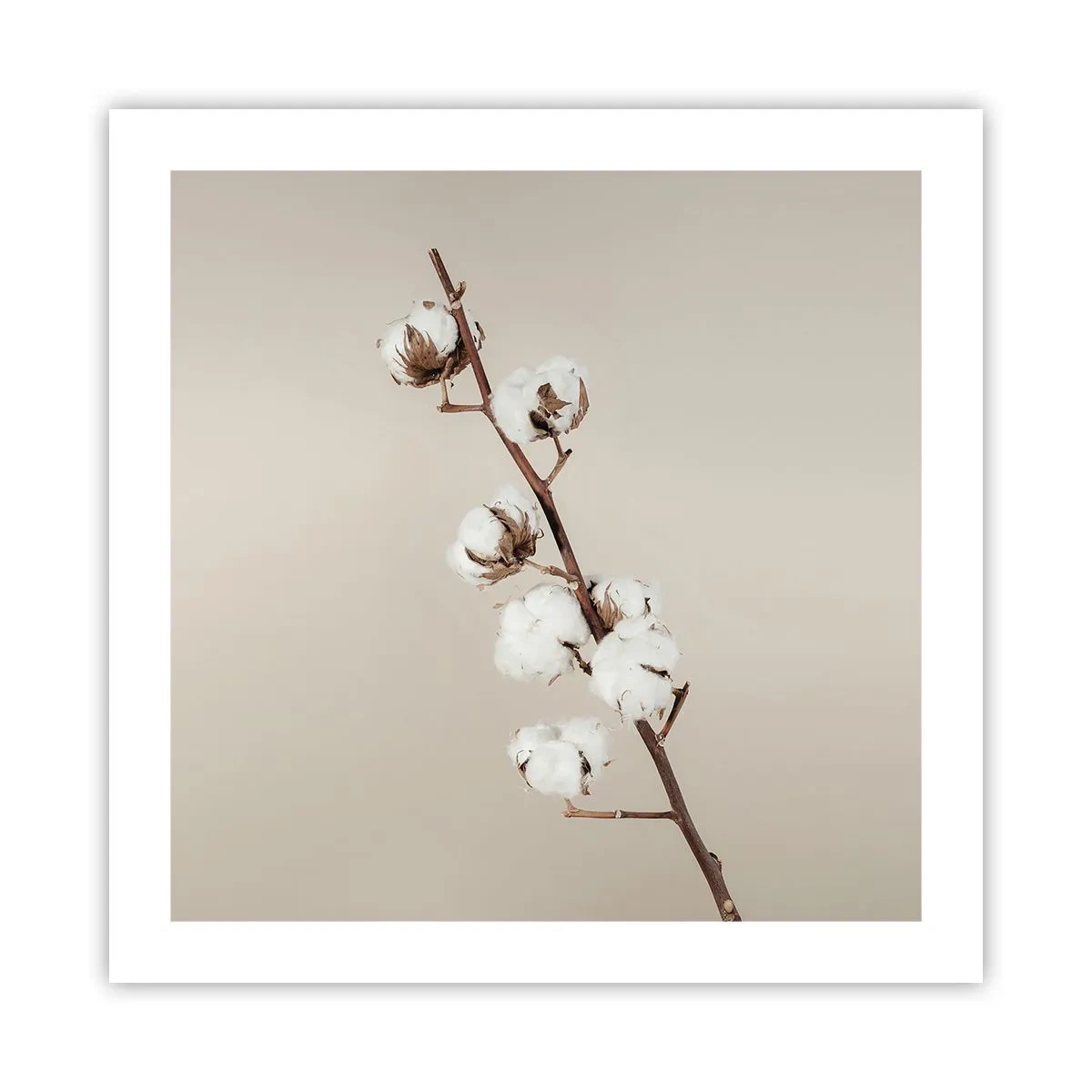 Poszter - A puhaság forrásánál - 50x50 cm