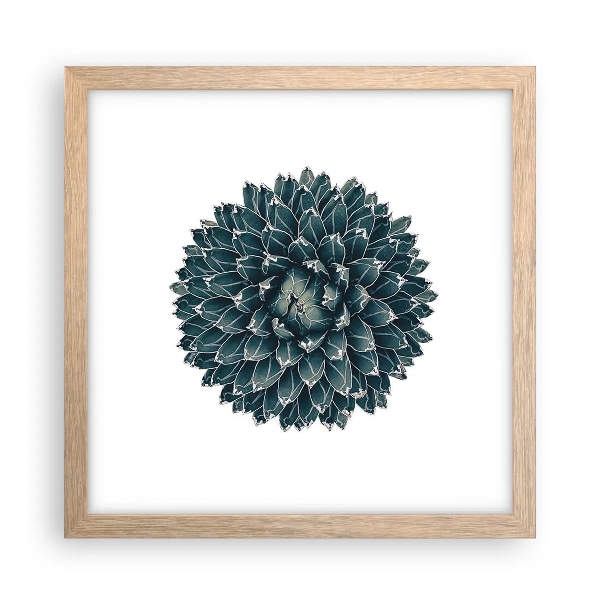 Poszter világos tölgy keretben - A sivatag csillaga - 30x30 cm