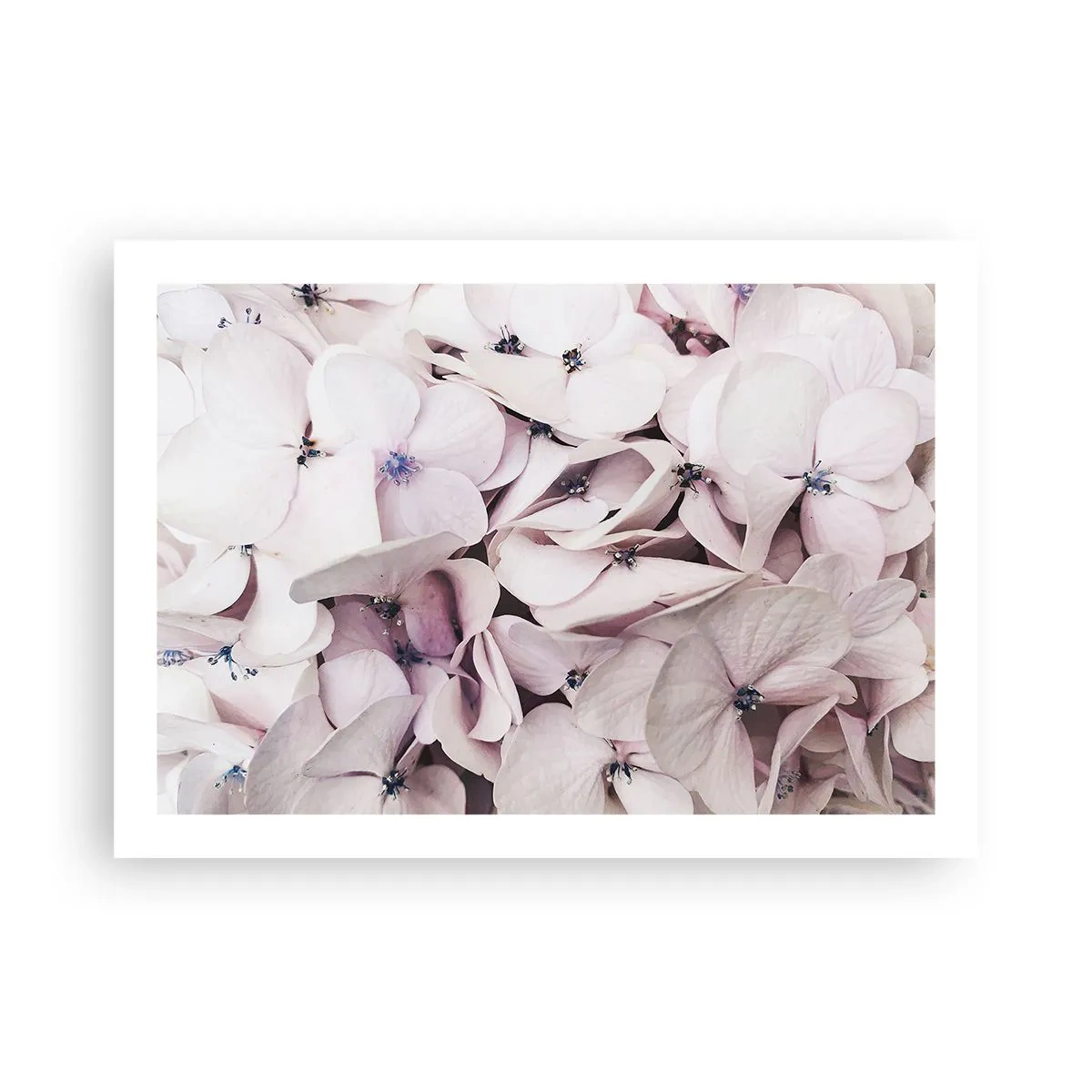 Poszter - A virágok áradatában - 70x50 cm