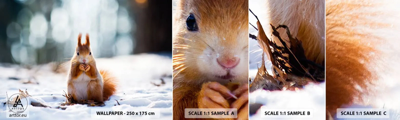 Fotótapéta Minta Standard Eco - Mit nézel? - Állatok, Mókus, Téli - 100x30 cm