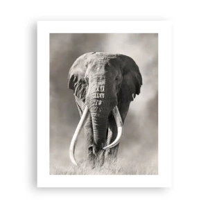 Poszter - Afrikai patriarcha - 40x50 cm