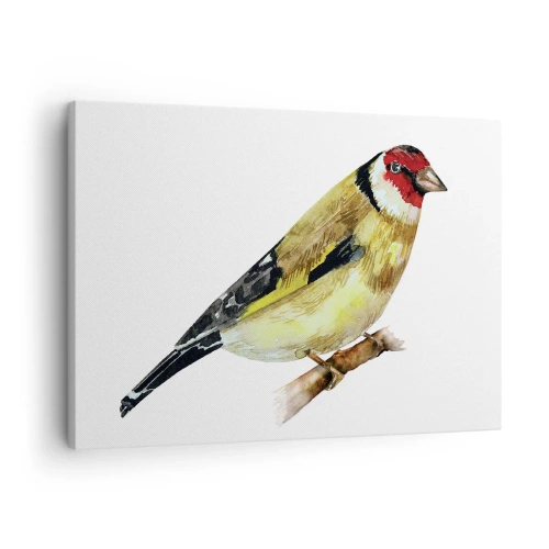 Vászonkép - Egy vörös fejű madár egy ágon - 70x50cm - Madárportré - Modern fali dekoráció nappalihoz és hálószobához ARTTOR