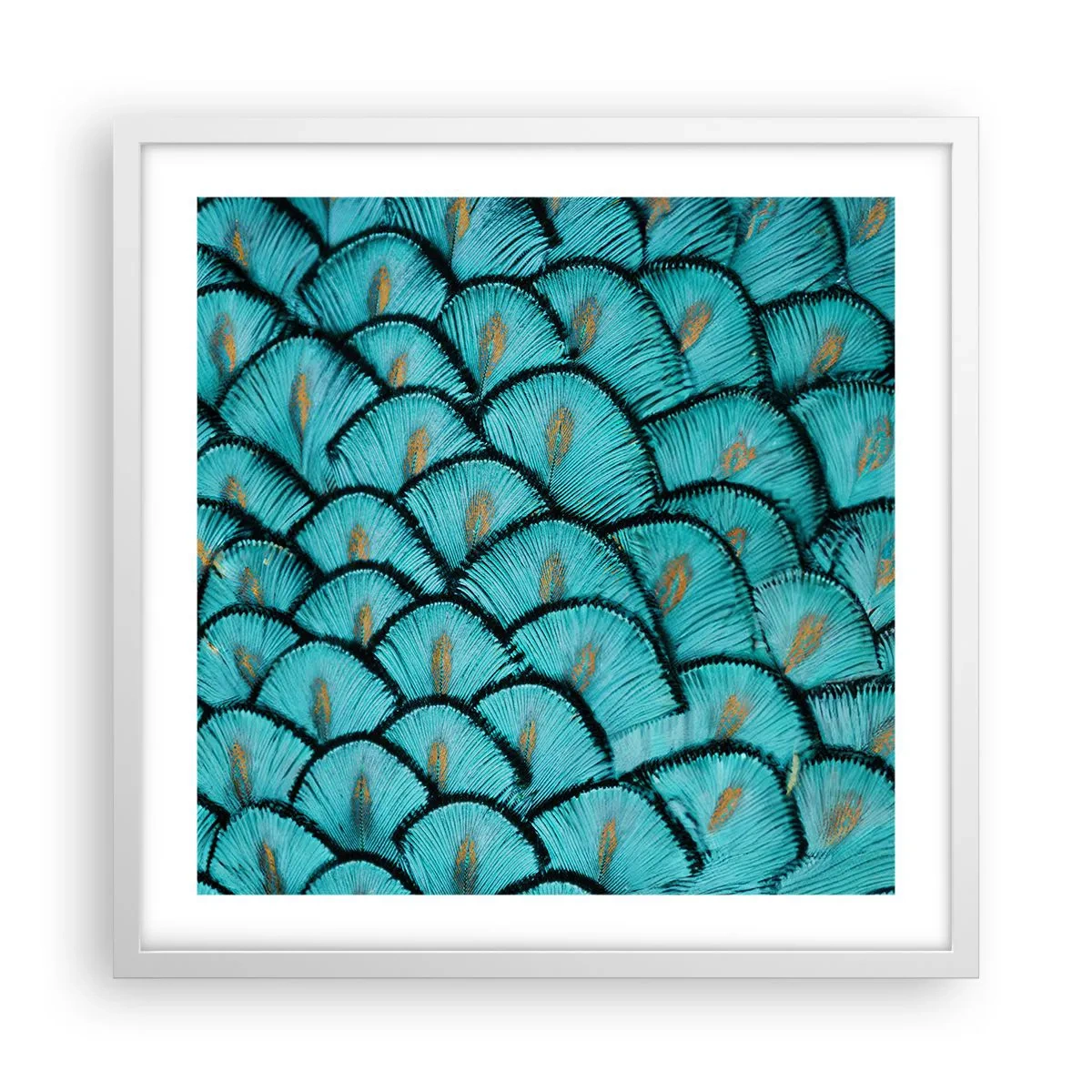 Poszter fekete keretben - A tollak nagy gálája - 50x50 cm