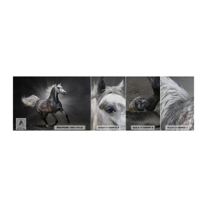 Fotótapéta Minta Premium Canvas - A szürke gyönyörű - Állatok, arab ló, Természet - 100x30 cm