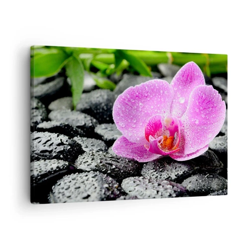 Vászonkép - Rózsaszín orchidea nedves fekete köveken, zöld levelekkel - 70x50cm - Mint egy nyitott szív - Modern fali dekoráció nappalihoz és hálószobához ARTTOR