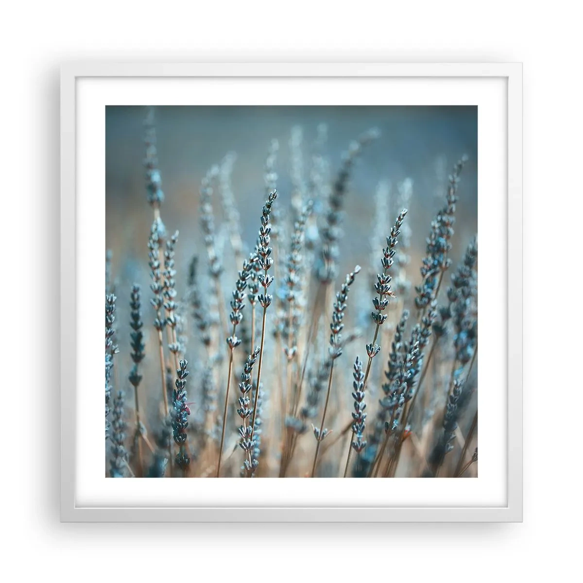 Poszter fekete keretben - Illatos szálak - 50x50 cm