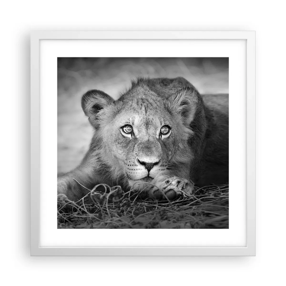 Poszter fekete keretben - Királyi kölyök - 40x40 cm
