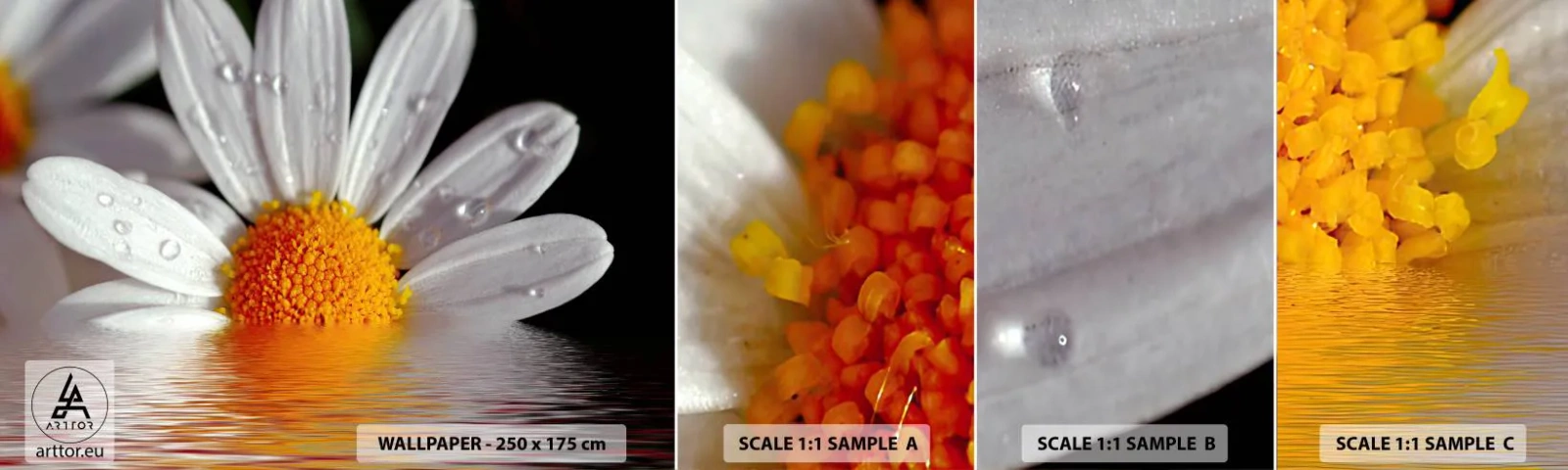 Fotótapéta Minta Standard Eco - A százszorszép felkelő napja - Virág, Kamilla, Természet - 100x30 cm