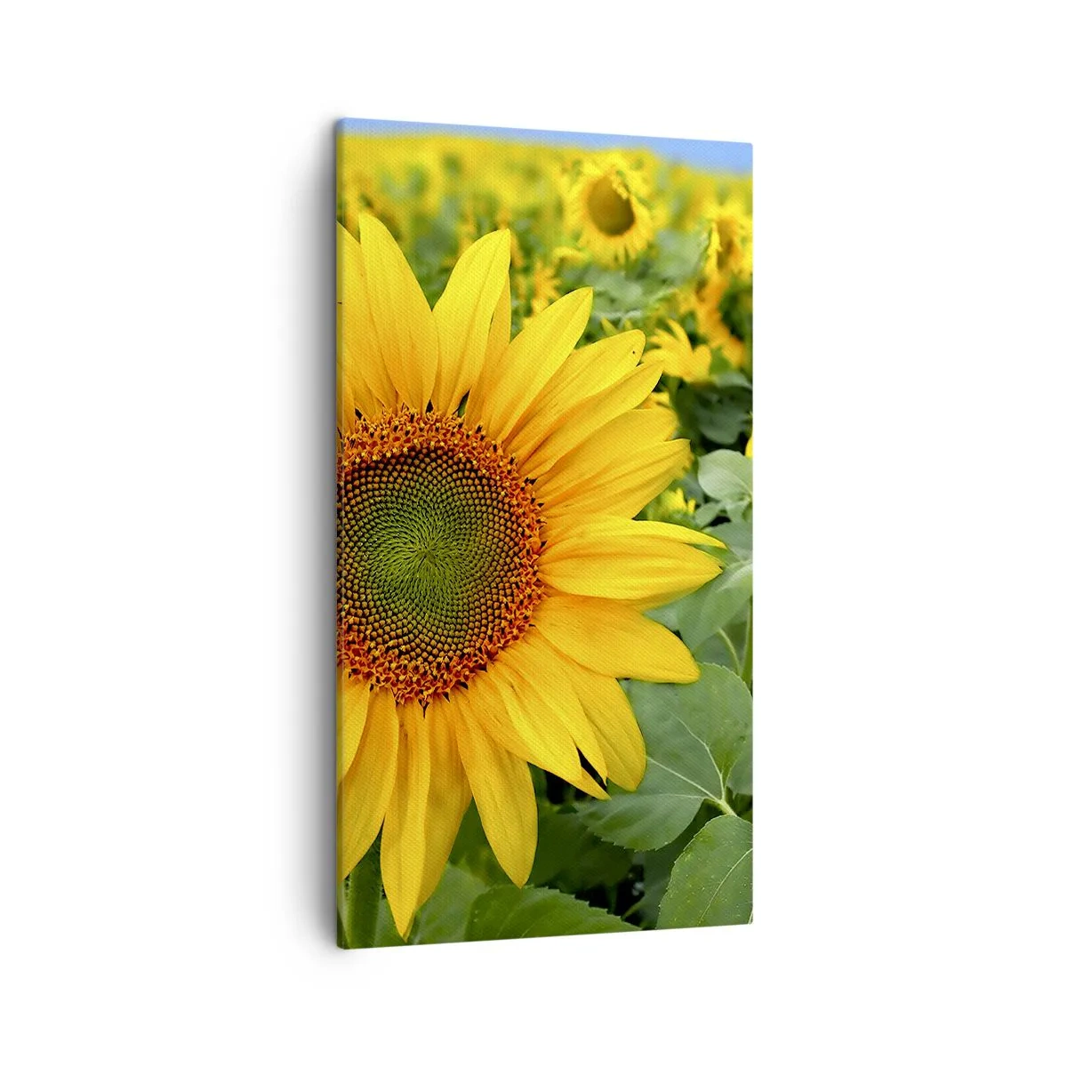 Vászonkép - Napok százai tűztek fel - 45x80 cm