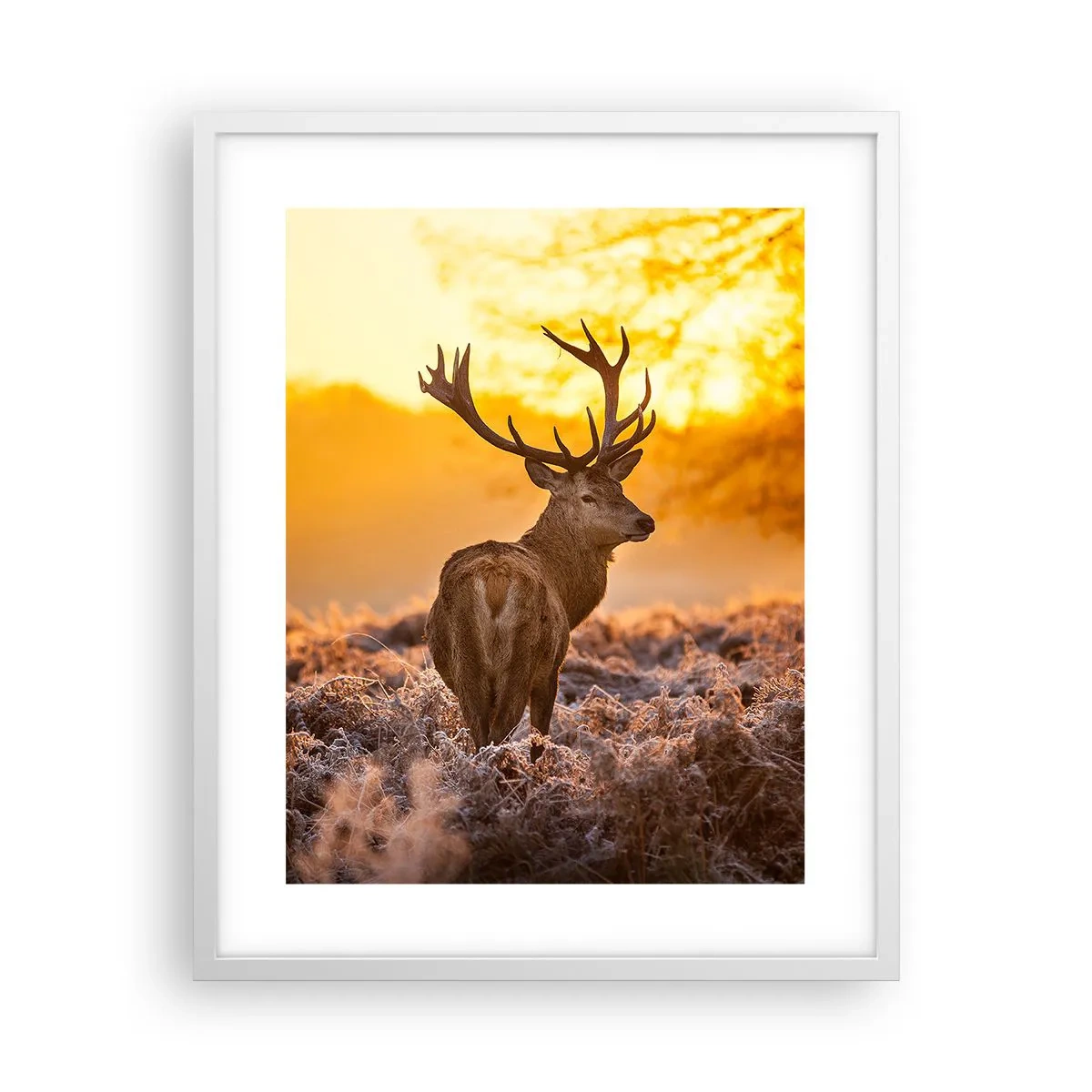 Poszter fekete keretben - Az őszi erdő királya - 40x50 cm