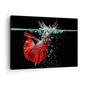 Vászonkép - Egy csodálatos betta a vízben, sötét háttér előtt - 70x50cm - Három kívánságod van - Modern fali dekoráció nappalihoz és hálószobához ARTTOR