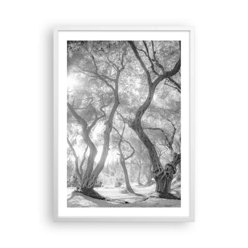 Poszter fekete keretben - Egy olajfaligetben - 50x70 cm