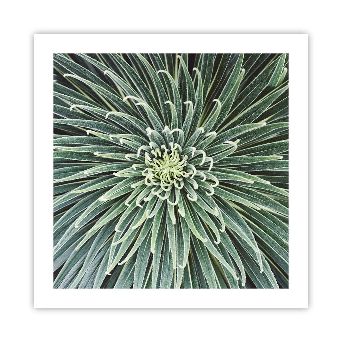 Poszter - Csillag születik - 50x50 cm