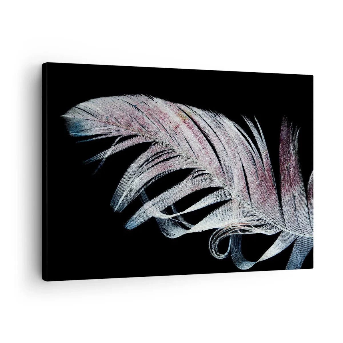 Vászonkép - Egy finom toll fekete alapon, művészi megközelítésben - 70x50cm - Gondolj az érintésre - Modern fali dekoráció nappalihoz és hálószobához ARTTOR