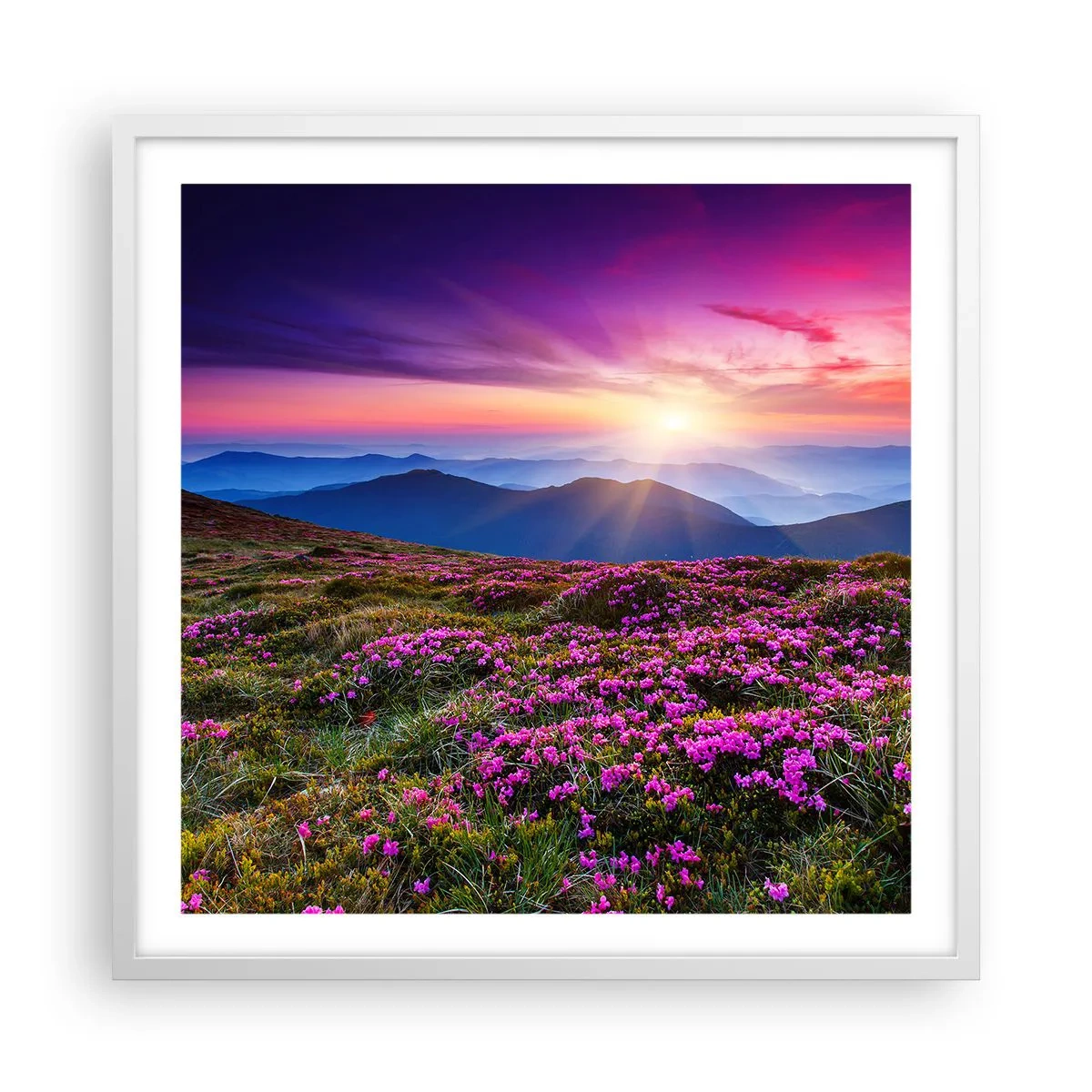 Poszter fekete keretben - A gyógynövények friss fürtjei illatoztak a mezőkről - 60x60 cm