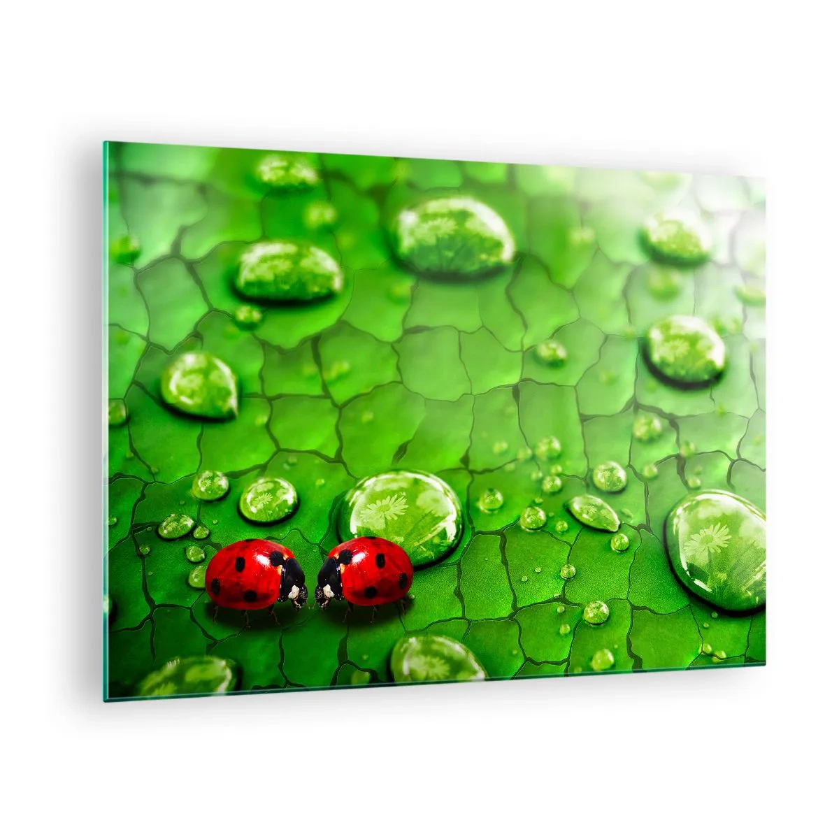 Üveg kép - Két katicabogár egy zöld levélen vízcseppekkel - 70x50cm - Találkozás a zöldben - Modern fali dekoráció nappalihoz és hálószobához ARTTOR