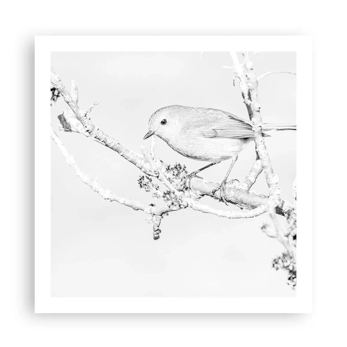 Poszter - Téli reggel - 60x60 cm