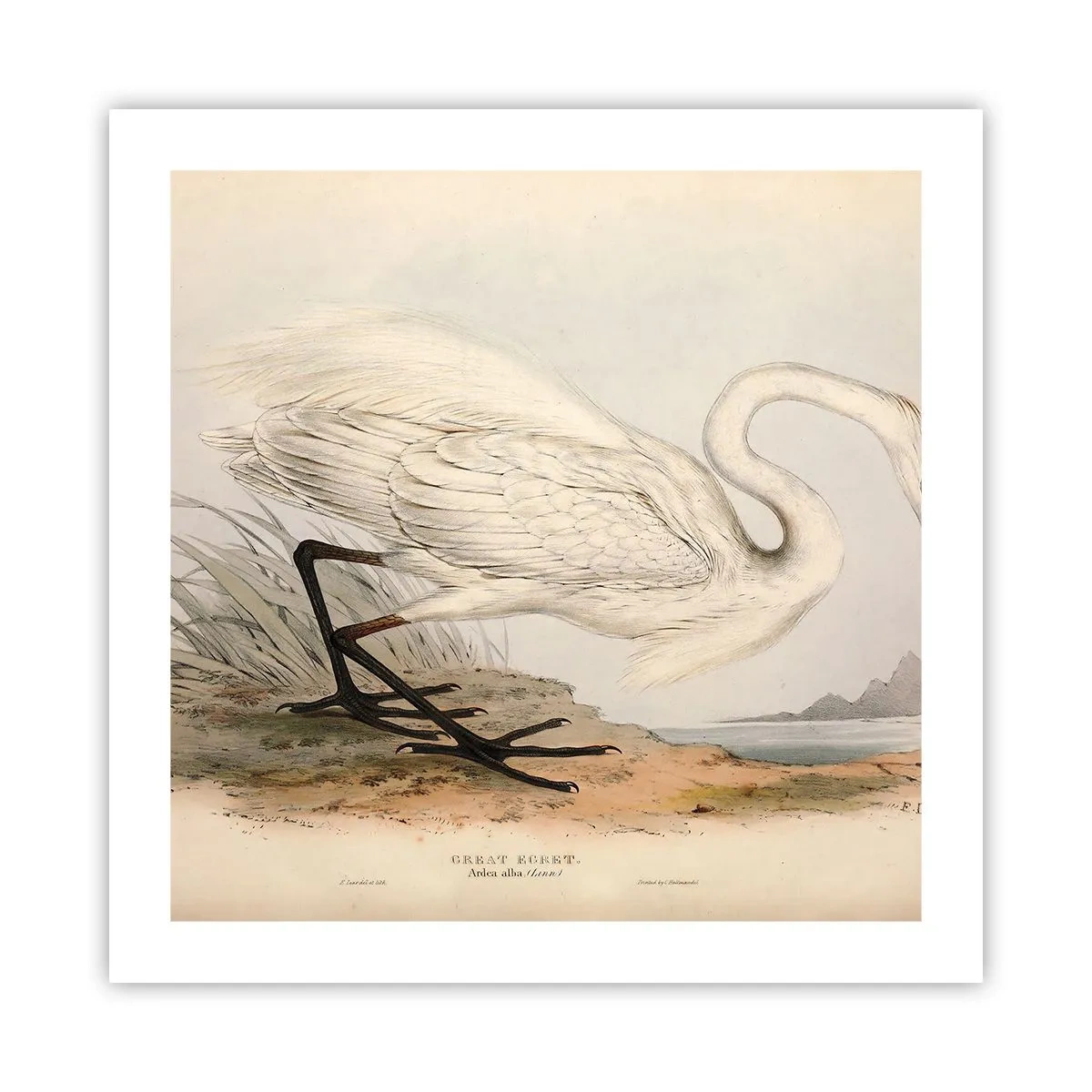 Poszter - Hölgy a nádasban - 50x50 cm