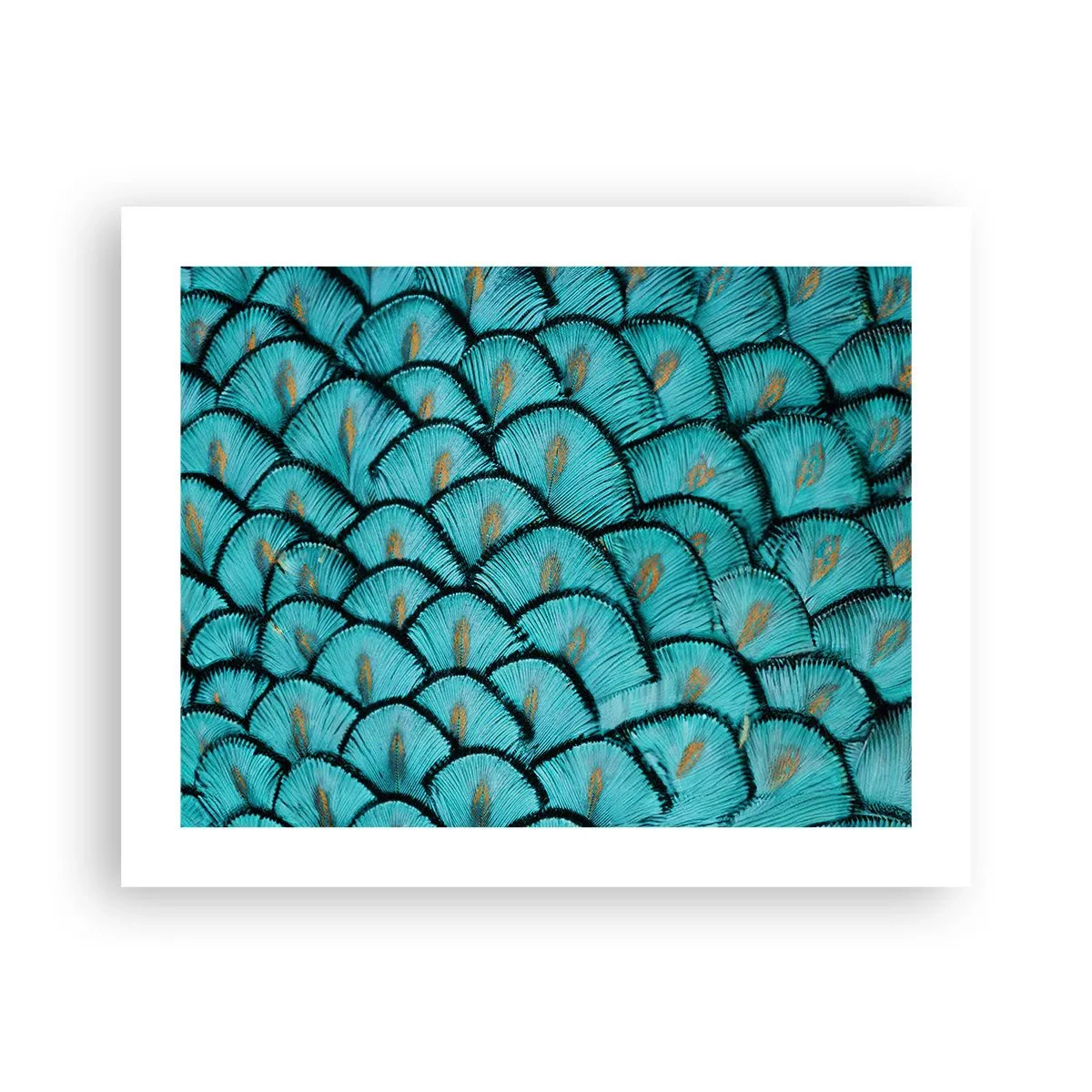 Poszter - A tollak nagy gálája - 50x40 cm