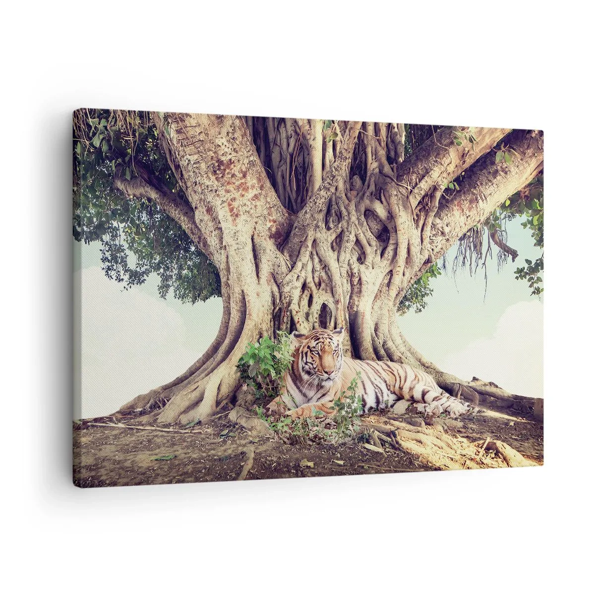 Vászonkép - Egy tigris pihen egy terebélyes fa alatt - 70x50cm - Kilátás a Genezis könyvéből - Modern fali dekoráció nappalihoz és hálószobához ARTTOR