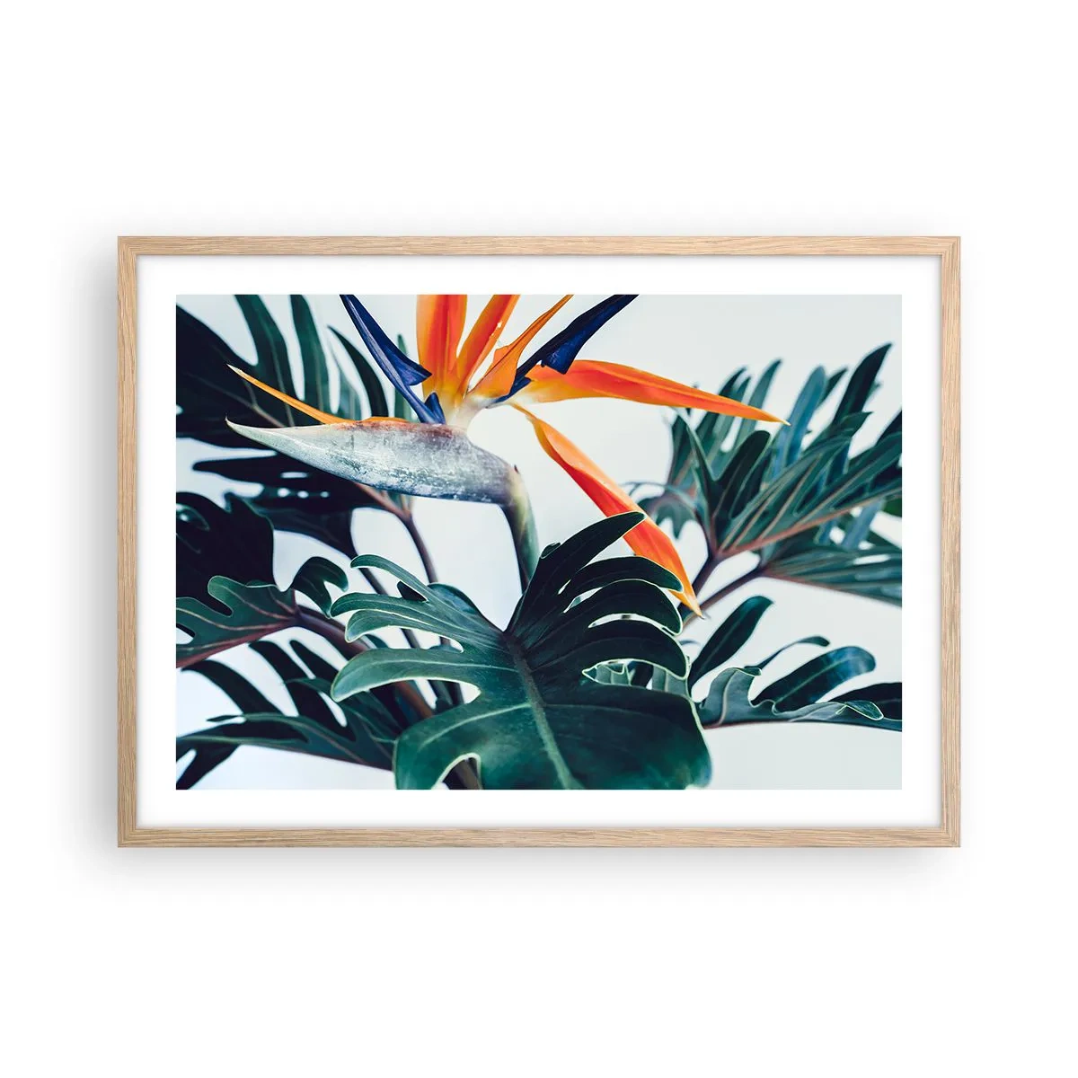 Poszter világos tölgy keretben - Madárkalitka - 70x50 cm