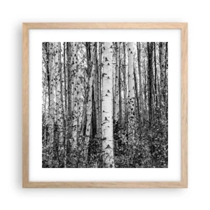 Poszter világos tölgy keretben - Nyírfa oszlopsor - 40x40 cm
