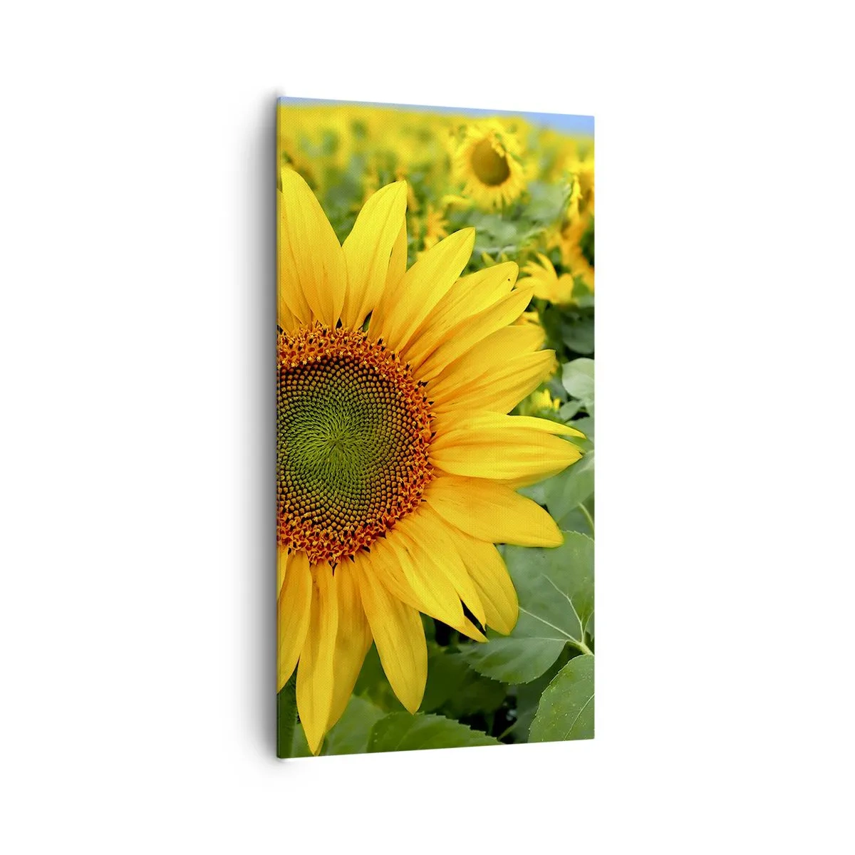 Vászonkép - Napok százai tűztek fel - 65x120 cm