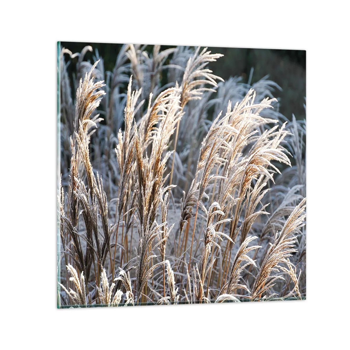 Üveg kép - Zúzmarába öltözött - 60x60 cm