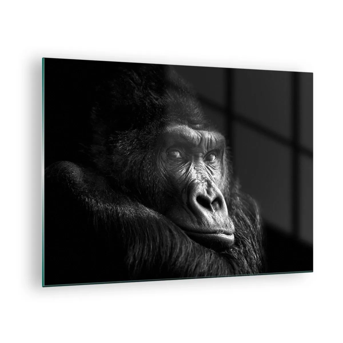 Üveg kép - Fekete-fehér portré egy gorillaról egy ablak árnyékában - 70x50cm - Mit bámulsz? - Modern fali dekoráció nappalihoz és hálószobához ARTTOR