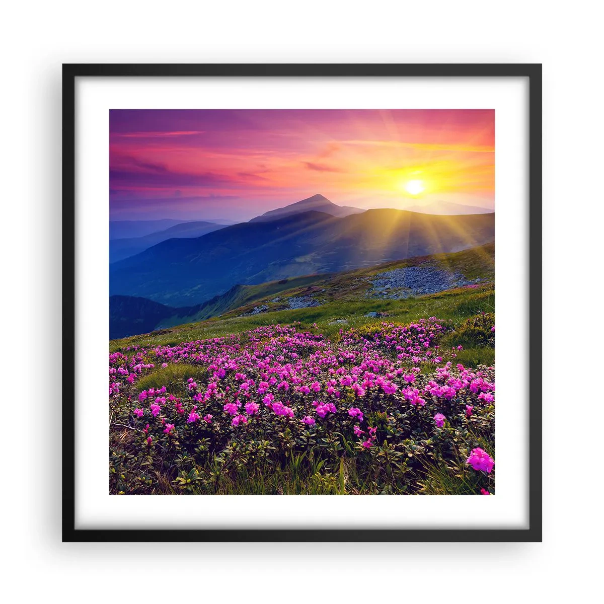 Poszter fehér keretben - … És körülötte hegyi fenyő és gyógynövények illata - 50x50 cm