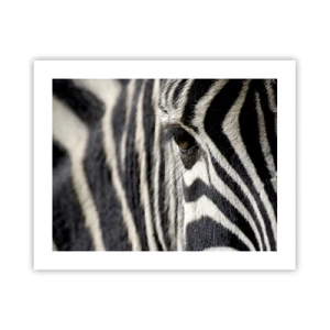 Poszter - Csíkos portré - 50x40 cm