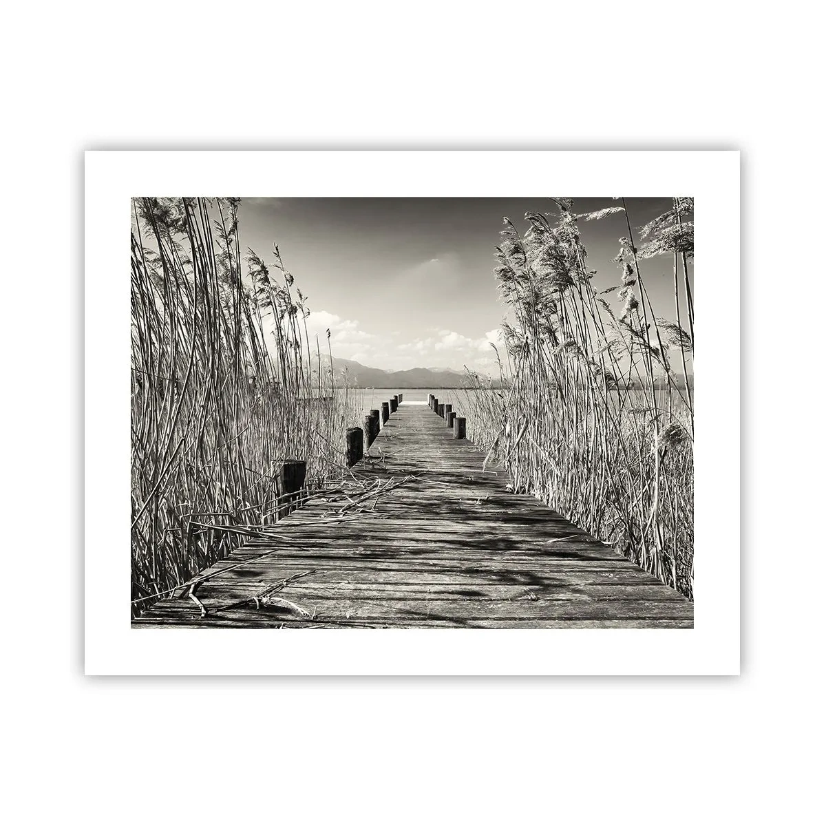 Poszter - A fű csendjében - 50x40 cm