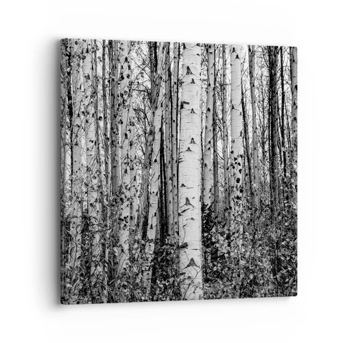 Vászonkép - Nyírfa oszlopsor - 30x30 cm