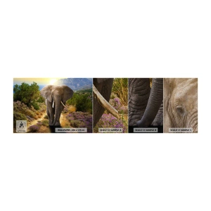 Fotótapéta Minta Premium Sand - Így nézett ki Eden - Állatok, Elefánt, Szafari - 100x30 cm