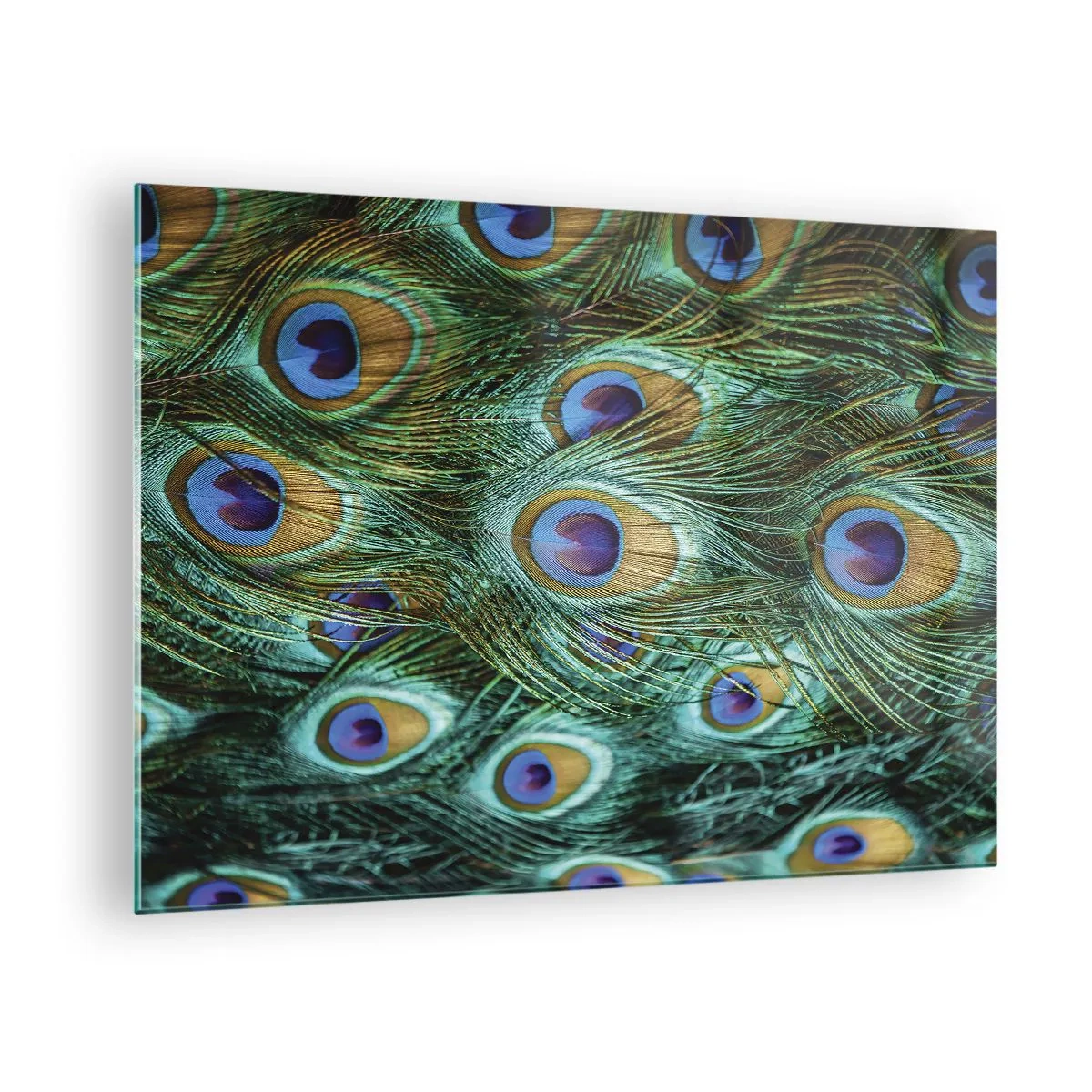 Üveg kép - Pávatollak részlete különálló szemekkel - 70x50cm - Pávaszemű pillantás - Modern fali dekoráció nappalihoz és hálószobához ARTTOR