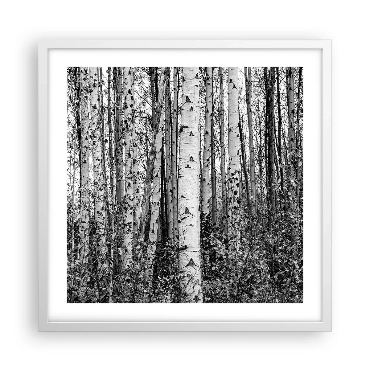 Poszter fekete keretben - Nyírfa oszlopsor - 50x50 cm