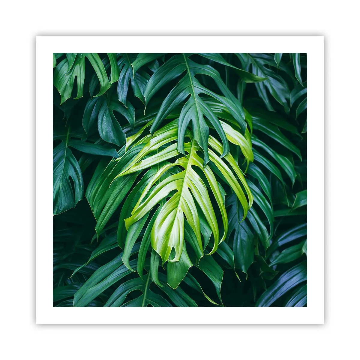 Poszter - Merüljön el a frissességben - 60x60 cm